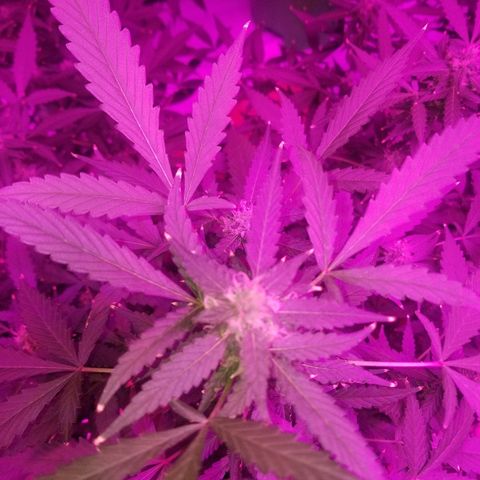 Kracken #1 growlog timeline photo
