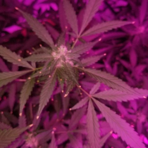 Kracken #1 growlog timeline photo