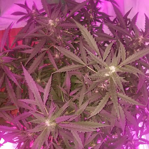Kracken #2 growlog timeline photo