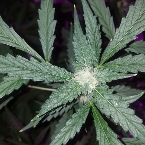 Kracken #2 growlog timeline photo