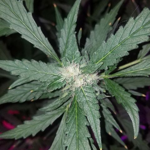Kracken #2 growlog timeline photo