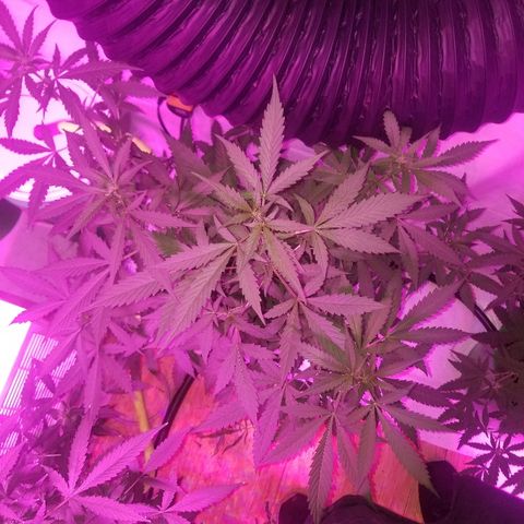G14 #1 growlog timeline photo