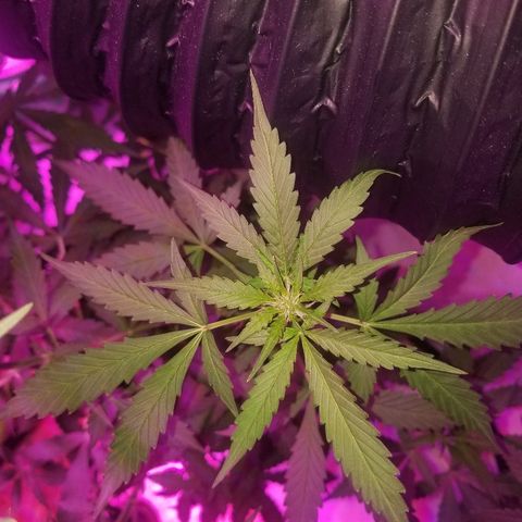 G14 #1 growlog timeline photo