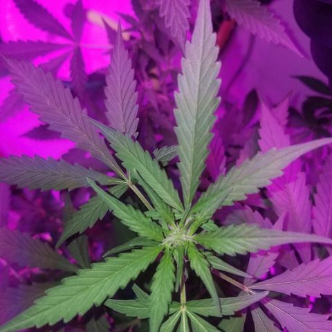 G14 #1 growlog timeline photo