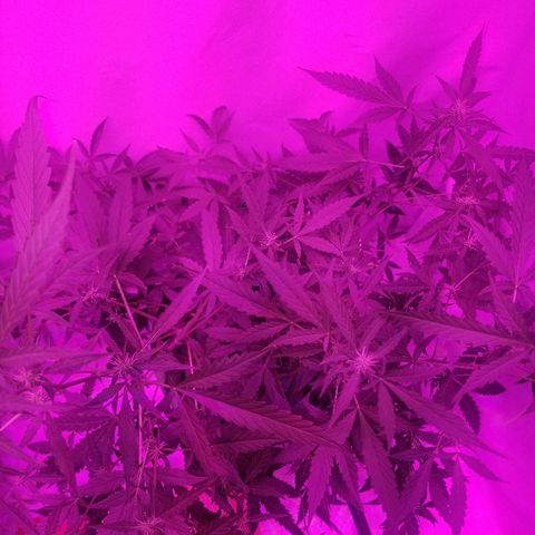 Do Si Dos Auto growlog timeline photo