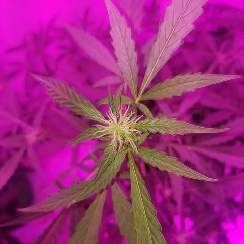 Do Si Dos Auto growlog timeline photo