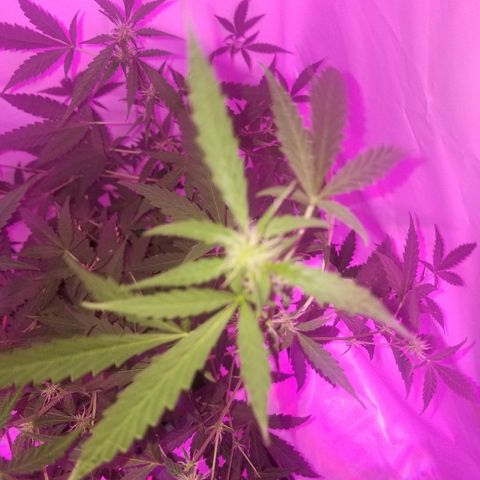 Do Si Dos Auto growlog timeline photo