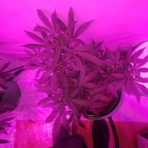 Bam Bam #2 growlog timeline photo