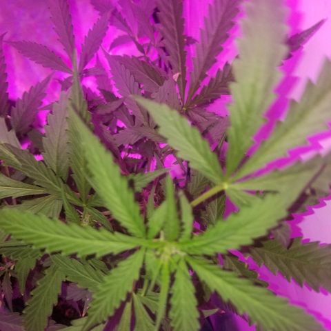 Bam Bam #2 growlog timeline photo