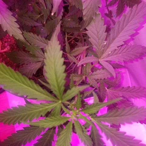 Bam Bam #2 growlog timeline photo