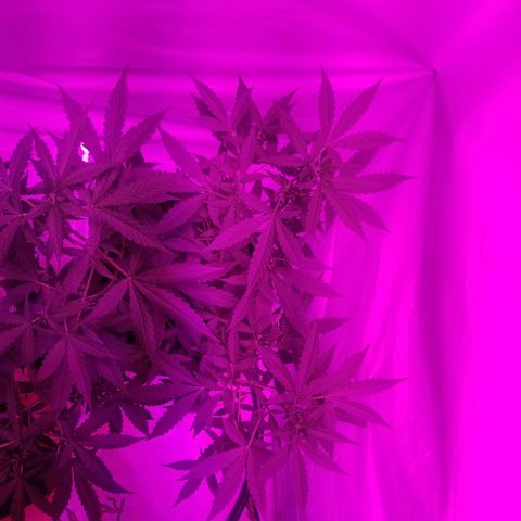 Bam Bam #1 growlog timeline photo