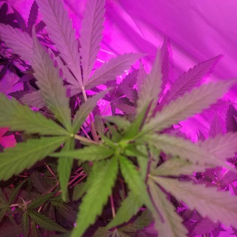 Bam Bam #1 growlog timeline photo