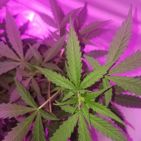 Bam Bam #1 growlog timeline photo