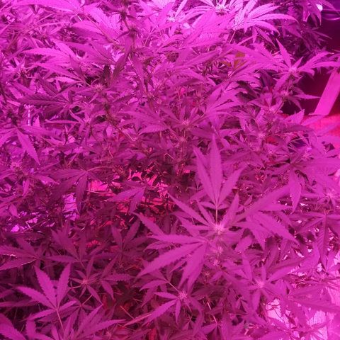 Bitchen Camaro  growlog timeline photo