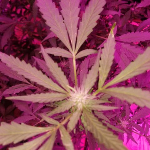 Bitchen Camaro  growlog timeline photo