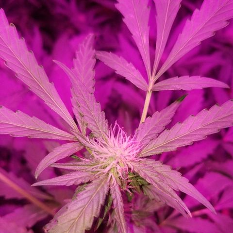 Bitchen Camaro  growlog timeline photo