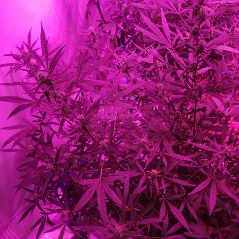 White widow  #1 growlog timeline photo