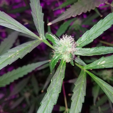 White widow  #1 growlog timeline photo