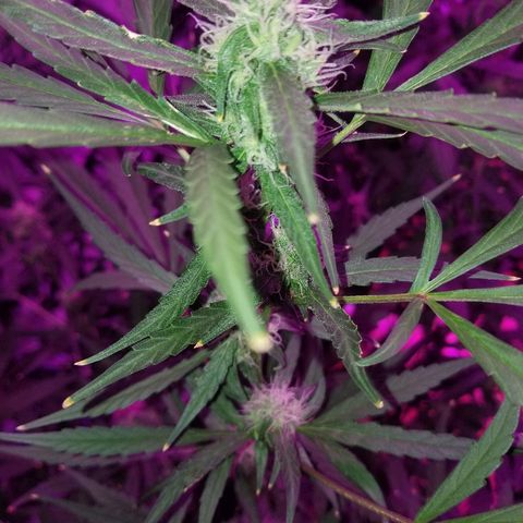 White widow  #1 growlog timeline photo