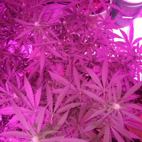 Bam Bam #3 growlog timeline photo