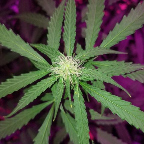 Bam Bam #3 growlog timeline photo