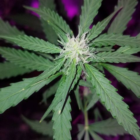 Bam Bam #3 growlog timeline photo
