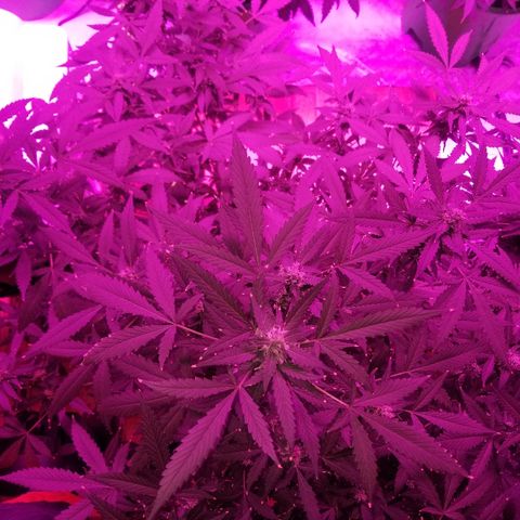 Kracken #1 growlog timeline photo