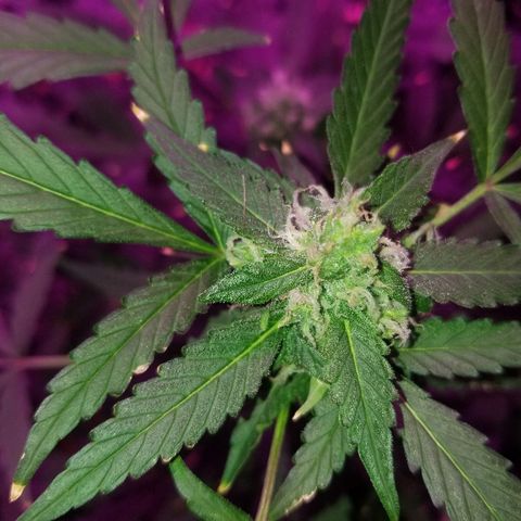 Kracken #1 growlog timeline photo