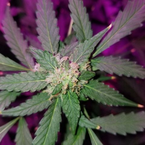 Kracken #1 growlog timeline photo