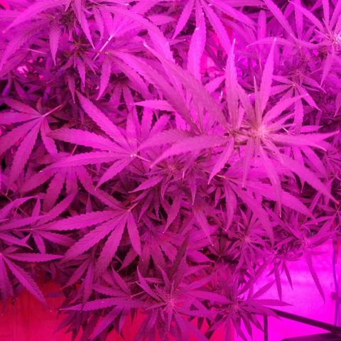 Bubblegum breath  #1 growlog timeline photo