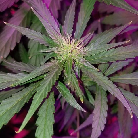 Bubblegum breath  #1 growlog timeline photo