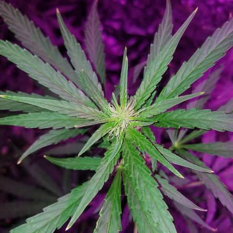Bubblegum breath  #1 growlog timeline photo