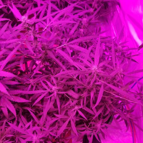 Bubblegum breath  #2 growlog timeline photo