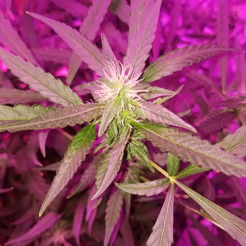 Bubblegum breath  #2 growlog timeline photo