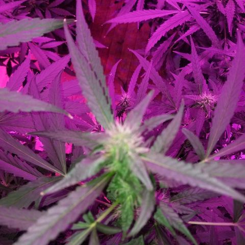 Bubblegum breath  #2 growlog timeline photo