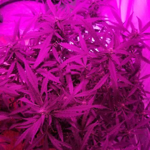 Kracken #2 growlog timeline photo