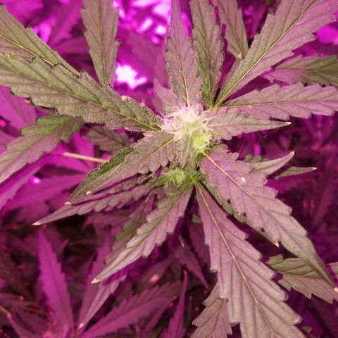 Kracken #2 growlog timeline photo