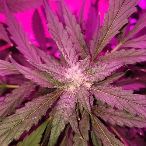 Kracken #2 growlog timeline photo