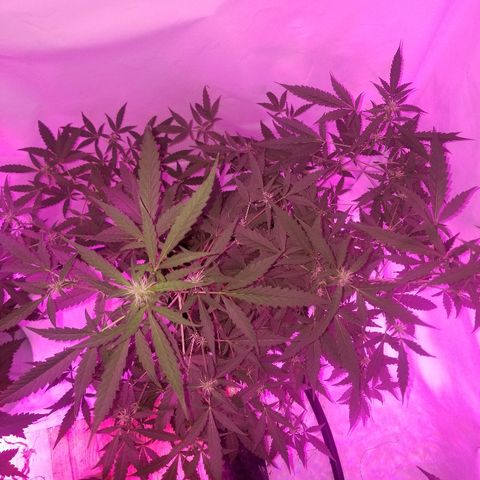 Do Si Dos Auto growlog timeline photo
