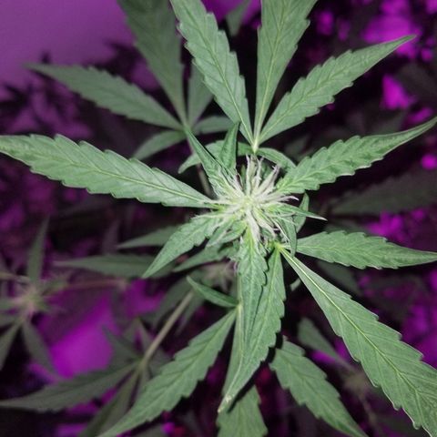 Do Si Dos Auto growlog timeline photo