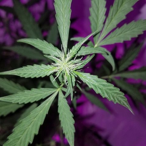 Do Si Dos Auto growlog timeline photo