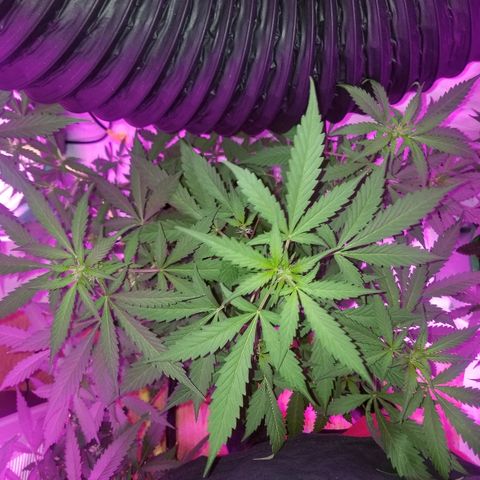 G14 #1 growlog timeline photo
