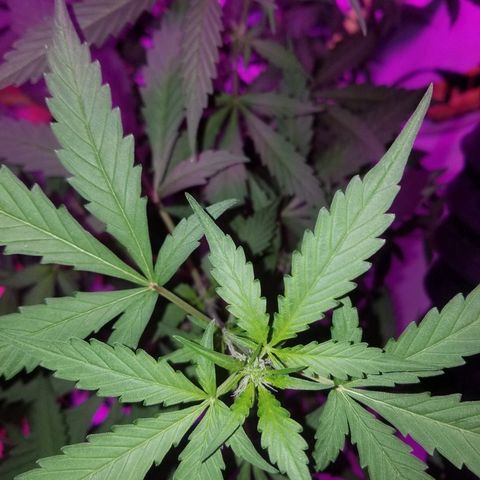 G14 #1 growlog timeline photo