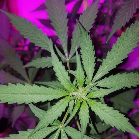 G14 #1 growlog timeline photo