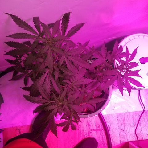 Bam Bam #2 growlog timeline photo