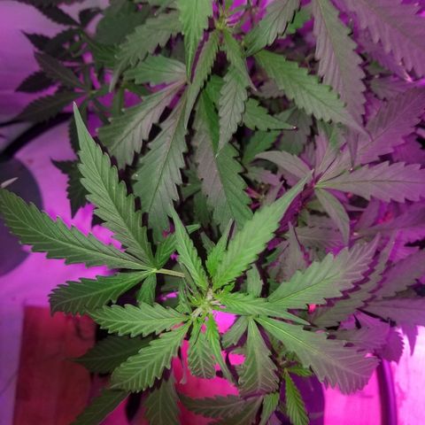 Bam Bam #2 growlog timeline photo