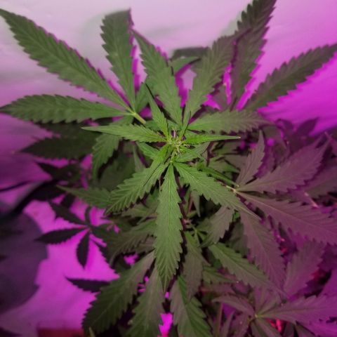 Bam Bam #2 growlog timeline photo