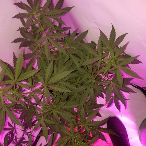 Bam Bam #1 growlog timeline photo