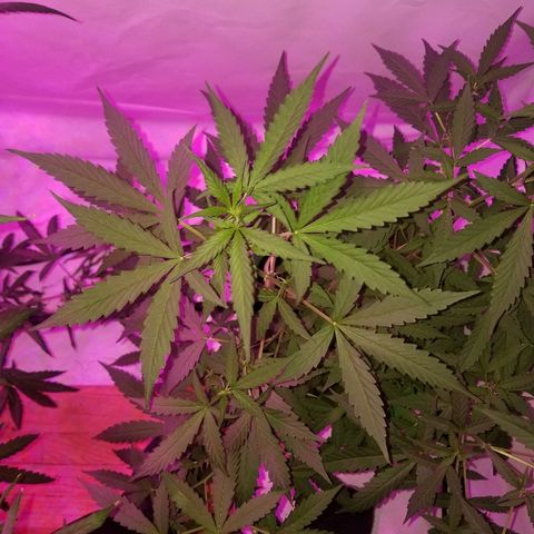 Bam Bam #1 growlog timeline photo