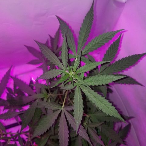 Bam Bam #1 growlog timeline photo